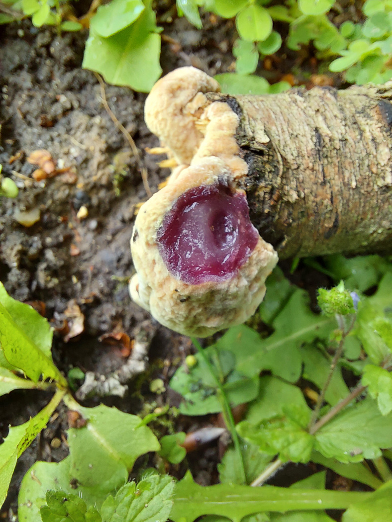 Photo by Jesper Launder Hapalopilus nidulans by Jesper Launder